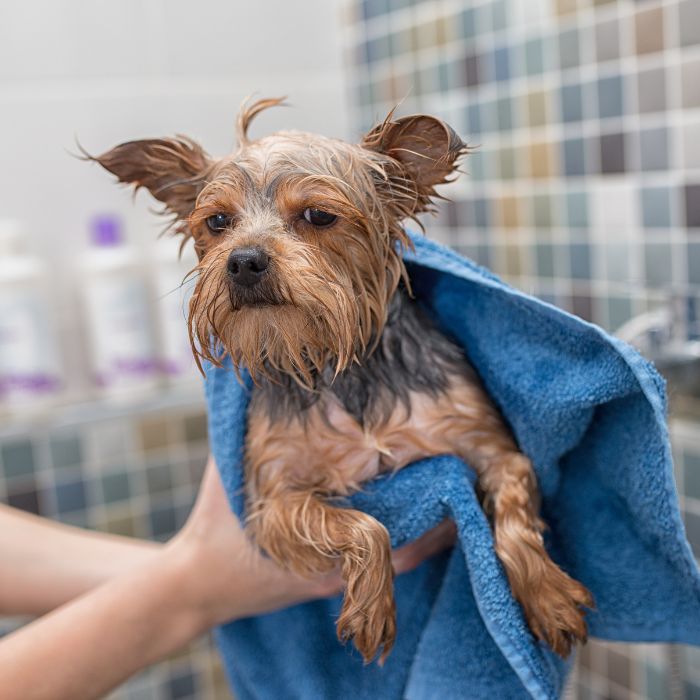 PawsAndTheCityNYC-Services Dog grooming