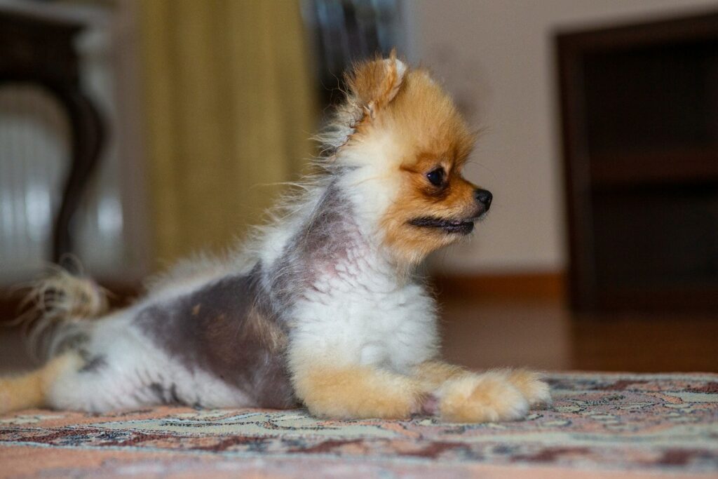 Will Pomeranian hair grow back
