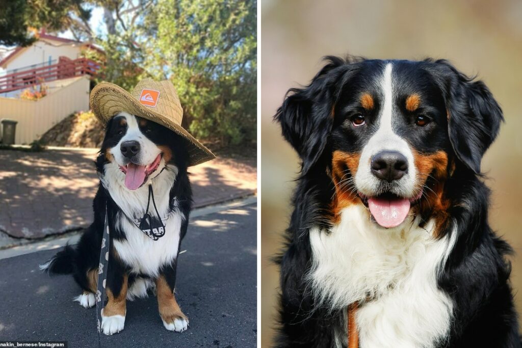 Interesting facts about Burnese mountain dogs
