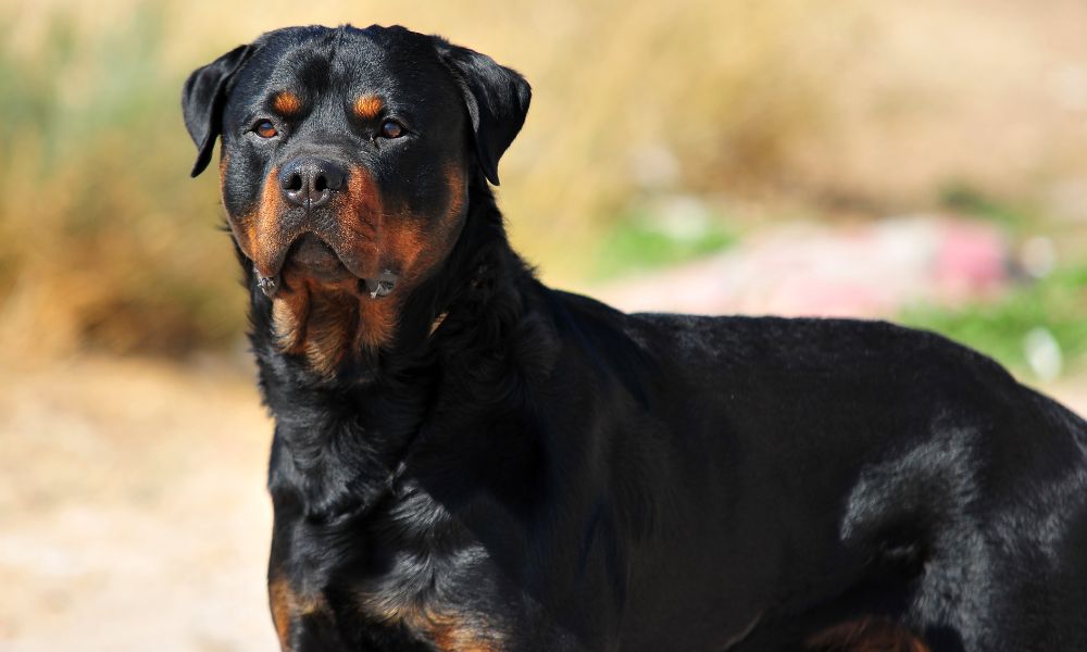 Rottweiler as a first time dog