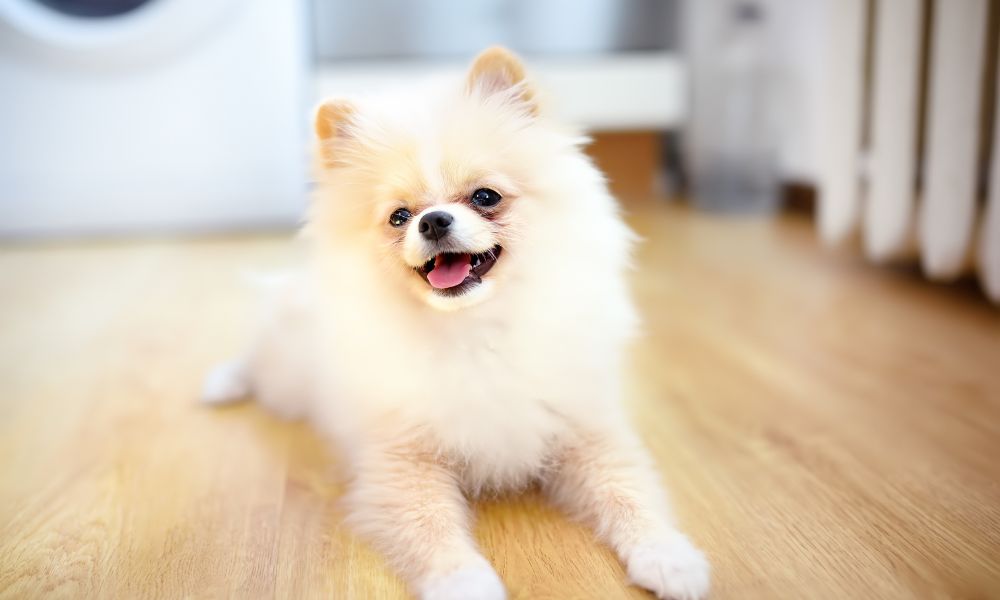can pomeranian be left alone