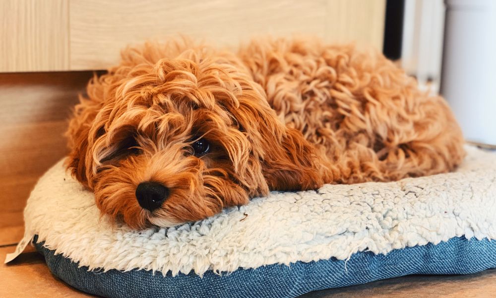 Do cavapoo puppies shed