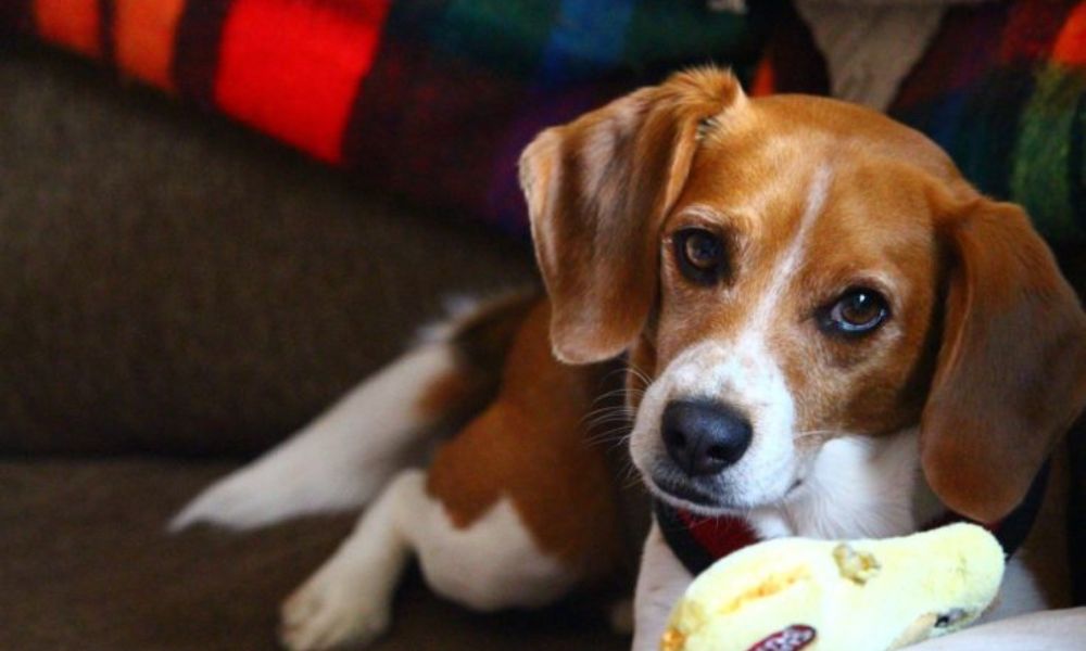 Can beagles eat banana
