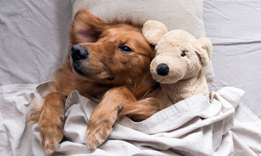 Golden retriever in bed