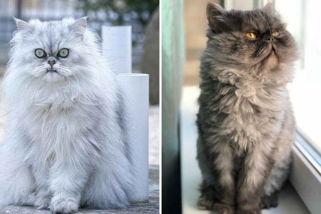 Must know facts about Persian cats