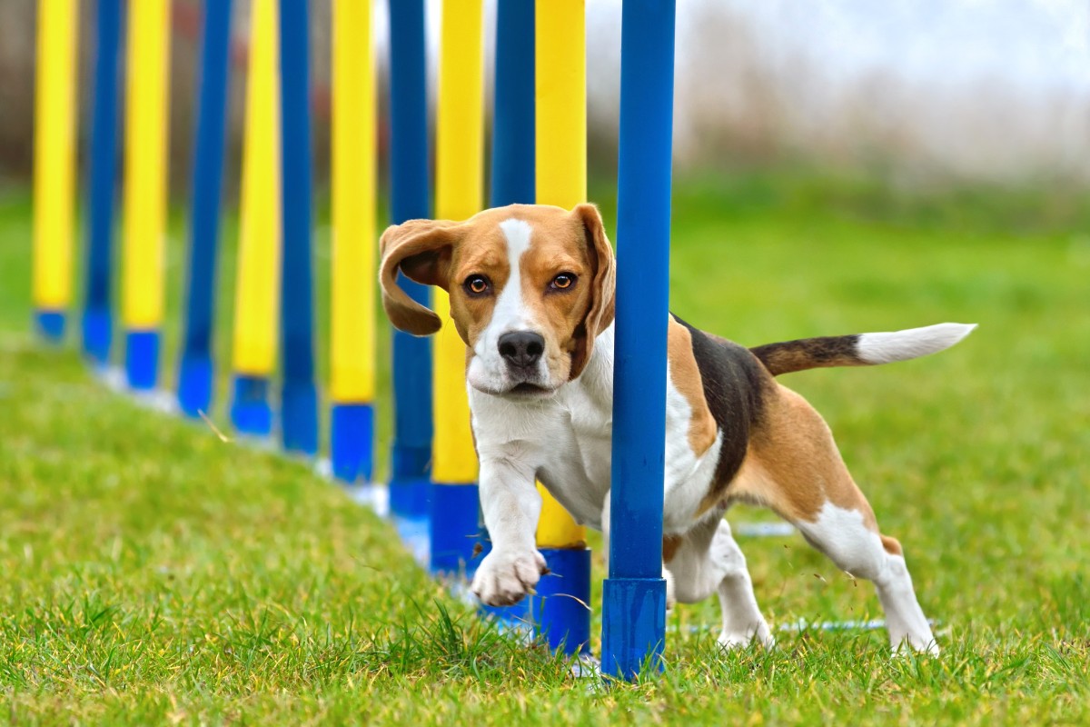 Are Beagles Easy To Train