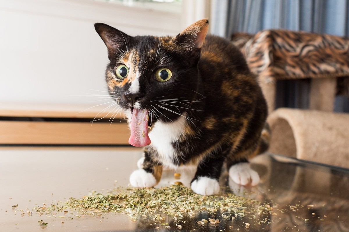 Can Cats be Addicted To Catnip