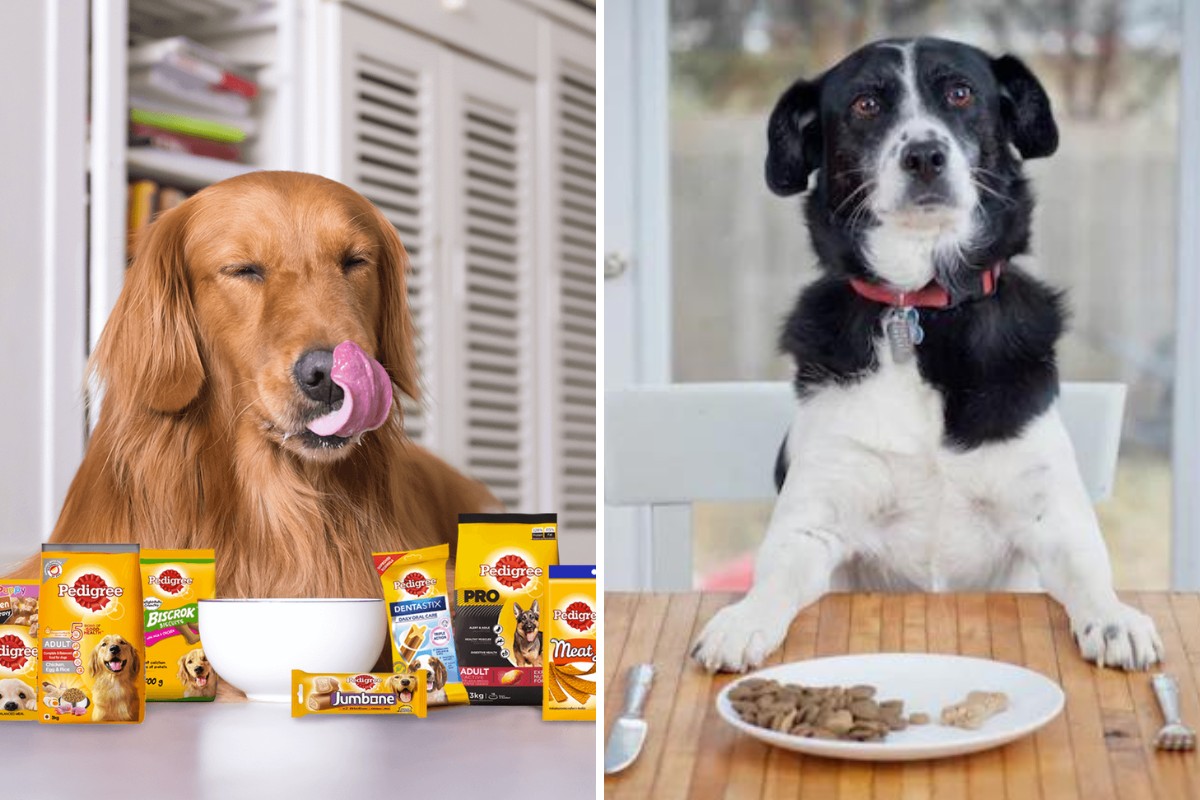 Are Pedigree Dry Dog Foods Killing Dogs