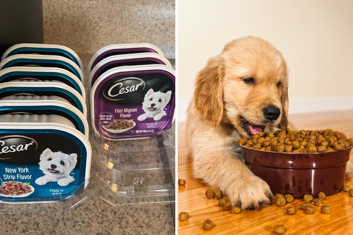 Can Puppies Eat Cesar Dog Food