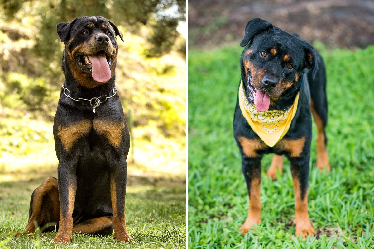 Are Rottweilers Good First Time Dogs?