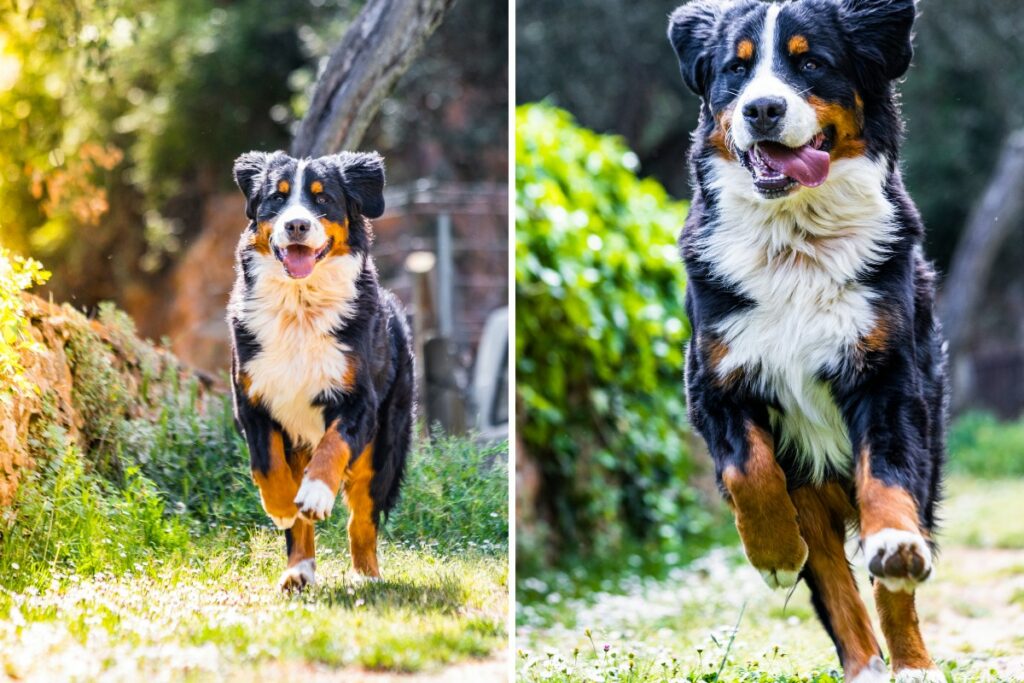 Are Bernese Mountain Dogs High Energy