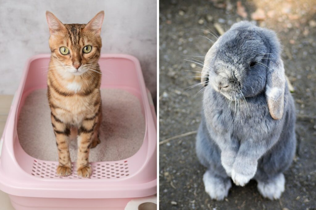 Can You Use Cat Litter for Rabbits