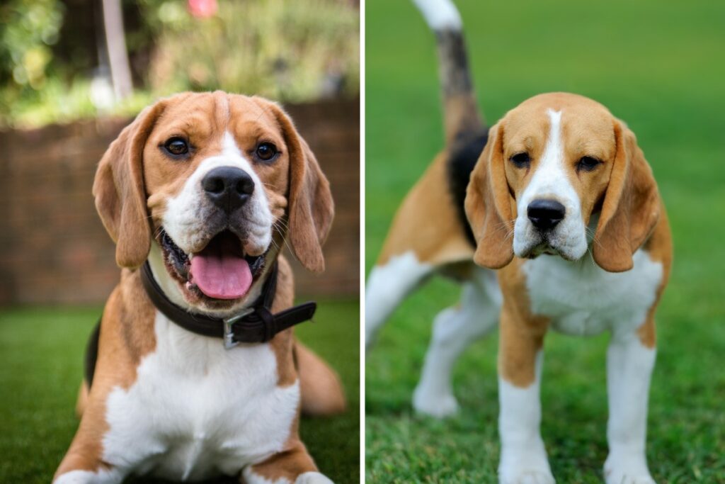 Cool facts about Beagles