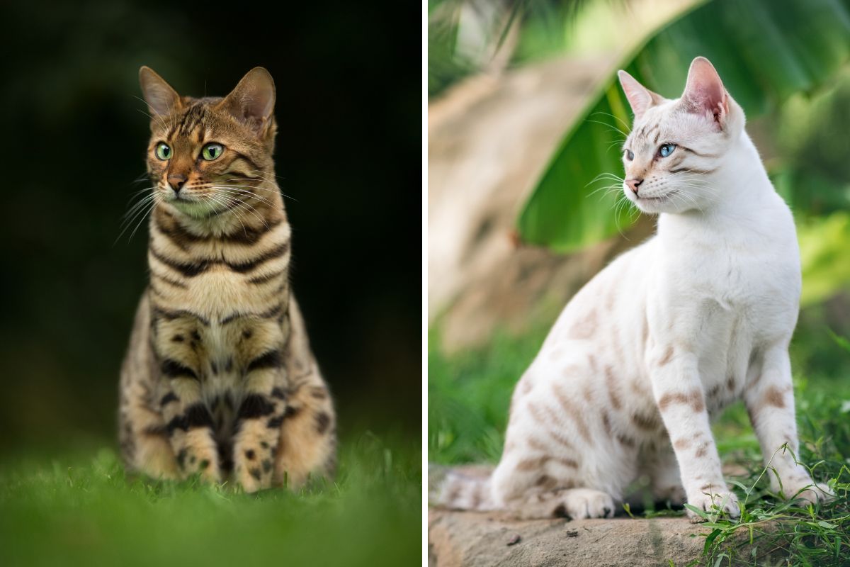 Cool Facts About Bengal Cats
