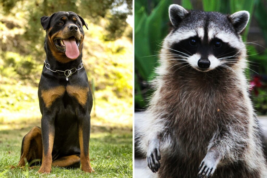 Can A Rottweiler Kill A Raccoon