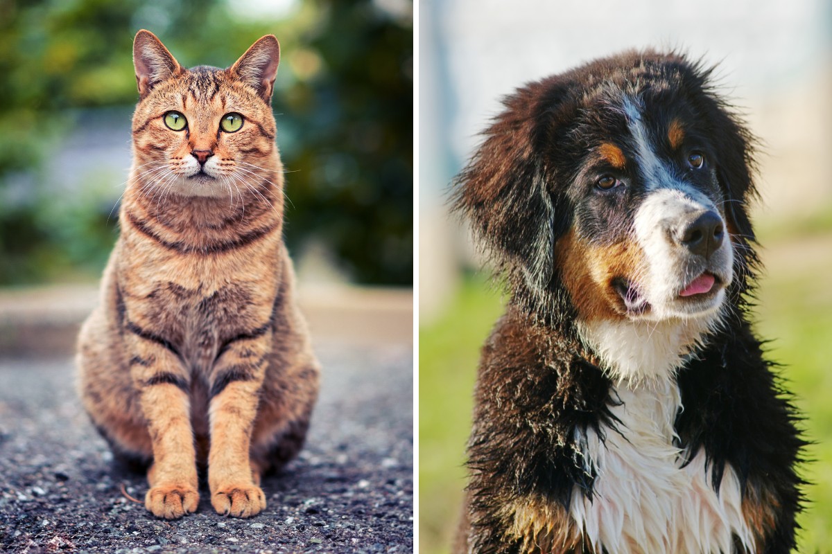 Are Bernese Mountain Dogs Good With Cats