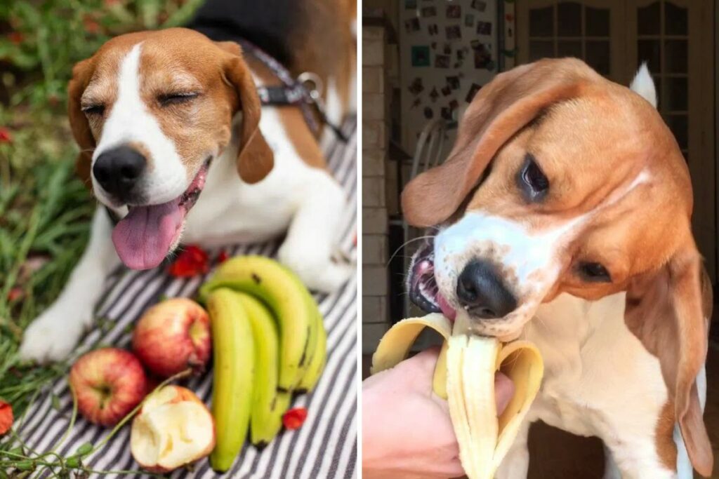 Can beagles eat banana