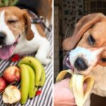 Can beagles eat banana