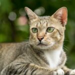Amazing facts About American Shorthair