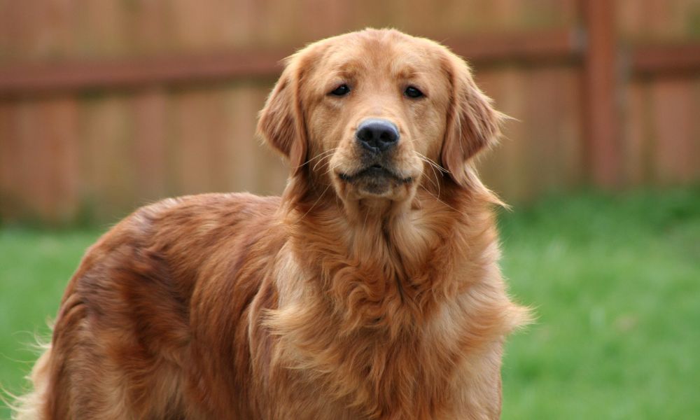 golden retrievers