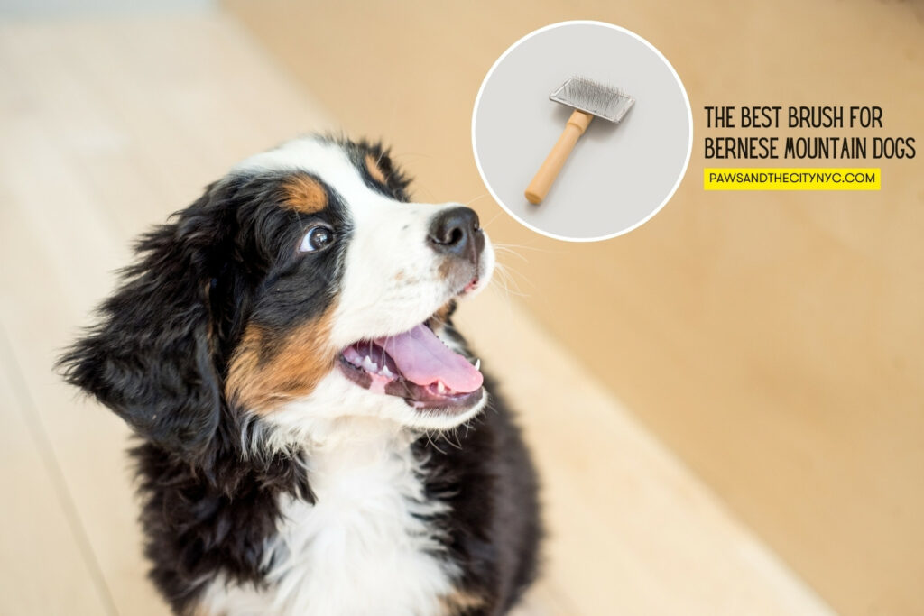 Best Brush for Bernese Mountain Dog 2025: Top Picks