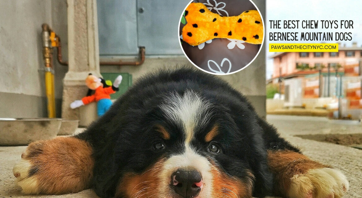 Best Chew Toys for Bernese Mountain Dogs