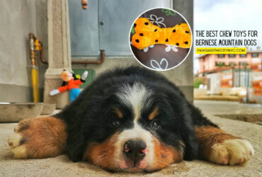 Best Chew Toys for Bernese Mountain Dogs