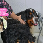 Best Shampoo and Conditioner for Bernese Mountain Dogs