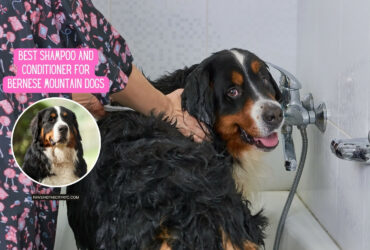 Best Shampoo and Conditioner for Bernese Mountain Dogs