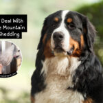 How to Deal With Bernese Mountain Dog Shedding