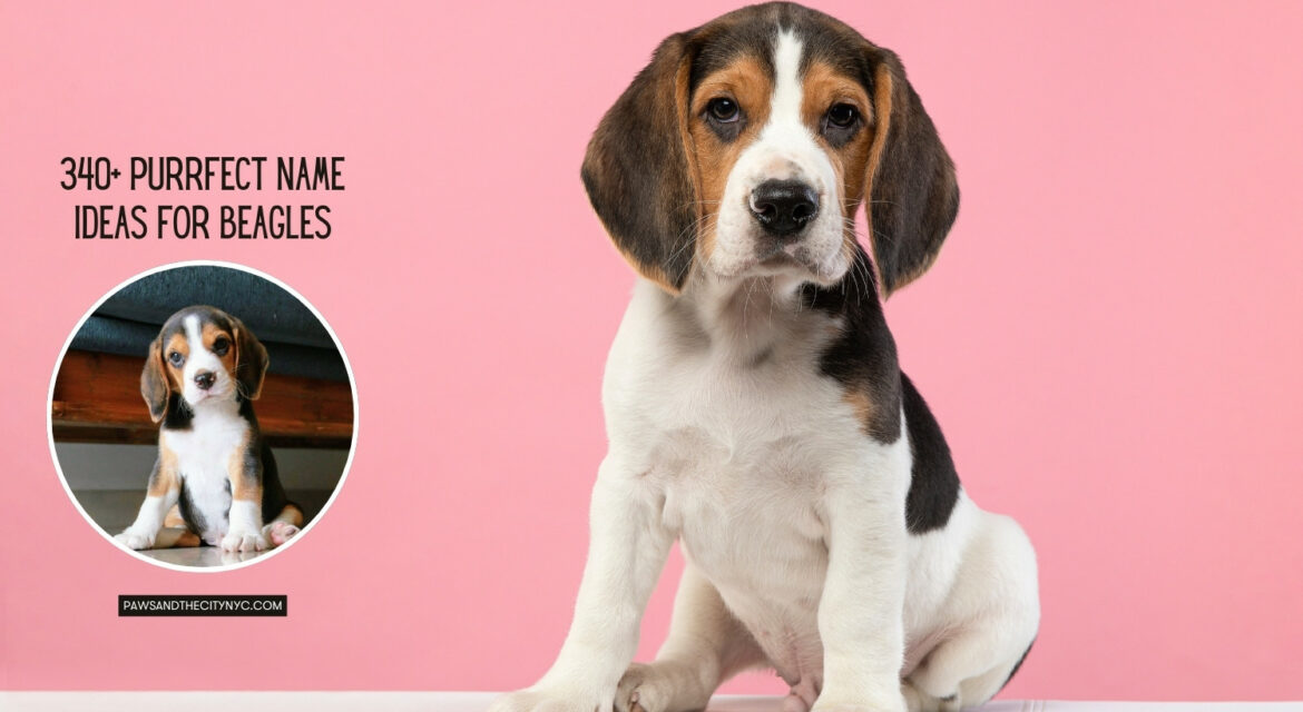 Name Ideas for beagles