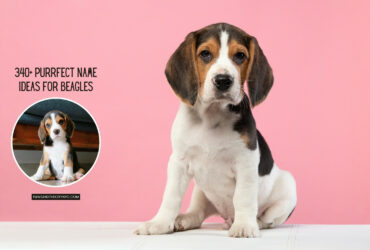 Name Ideas for beagles