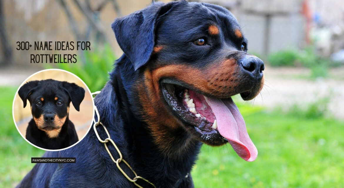 Name Ideas for rottweilers