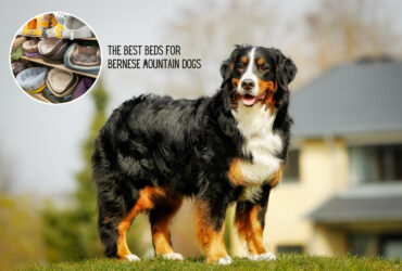 The Best Beds For Bernese Mountain Dogs