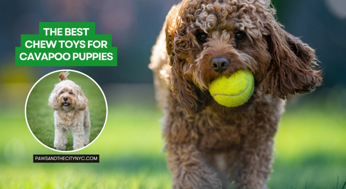The Best Chew Toys for Cavapoo Puppies