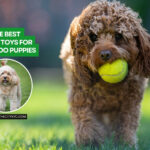 The Best Chew Toys for Cavapoo Puppies