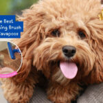 The Best Grooming Brush for Cavapoos