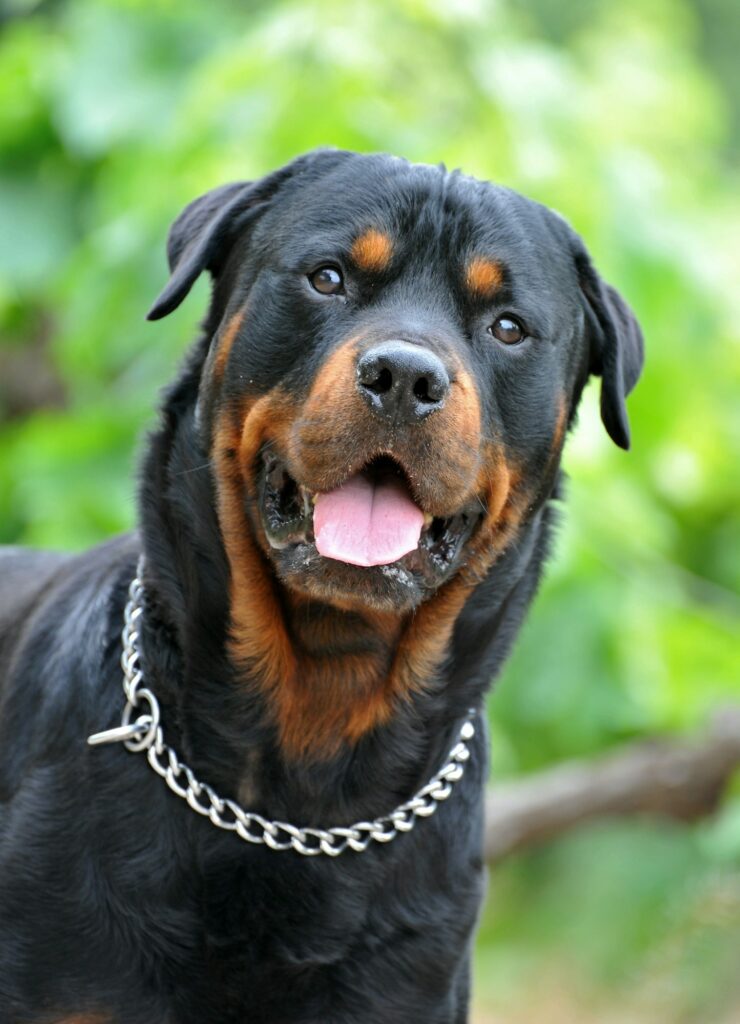Name Ideas for rottweilers