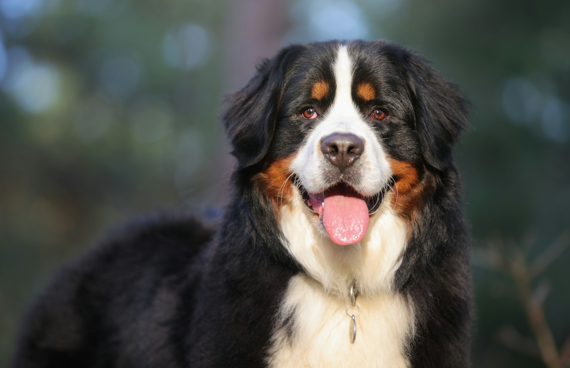 Selective focus of a Bernese Mountain Dog with its tongue out in the park