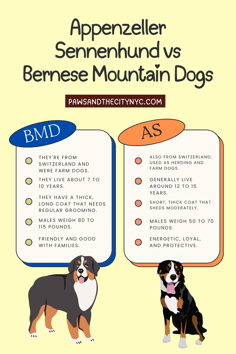 Appenzeller Sennenhund vs Bernese Mountain Dog