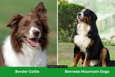 Bernese Mountain Dogs vs Border Collie