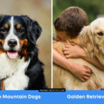 Bernese Mountain Dogs vs Golden Retrievers