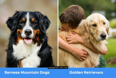 Bernese Mountain Dogs vs Golden Retrievers