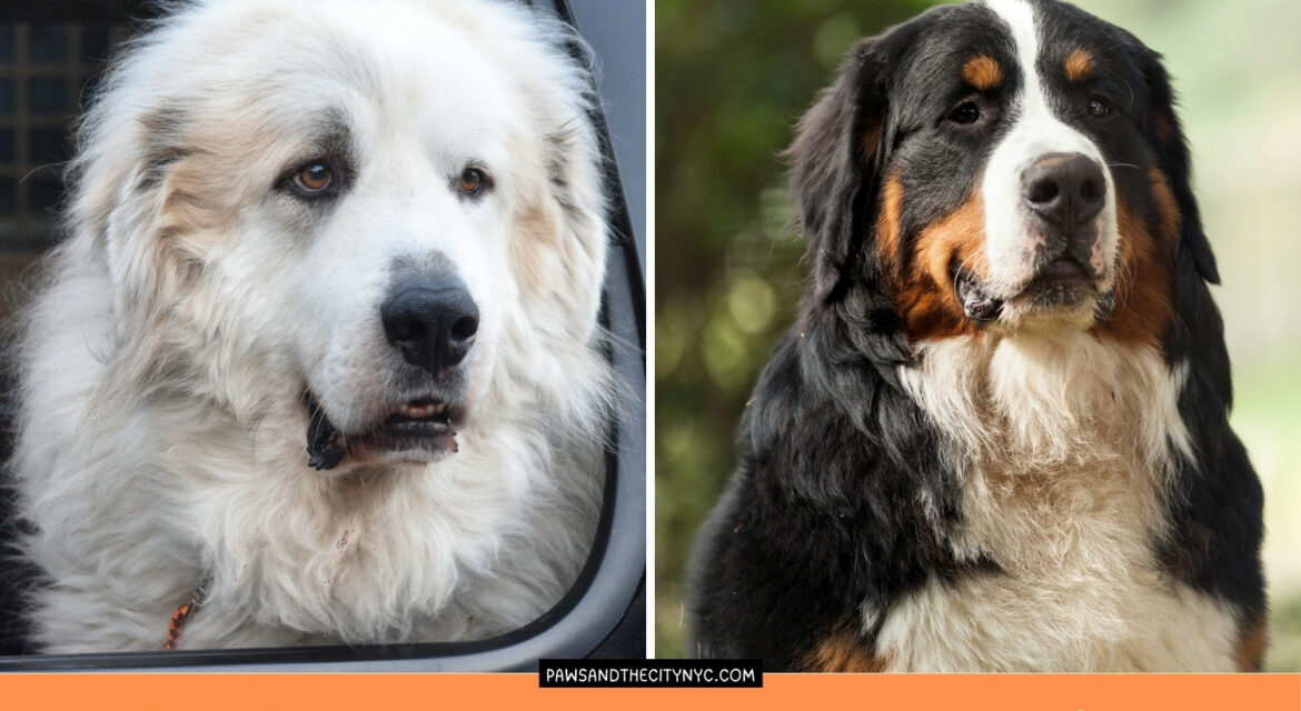 Bernese Mountain Dogs vs Great Pyrenees