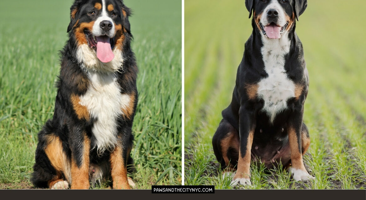 Bernese Mountain Dogs vs Greater Swiss Mountain Dogs