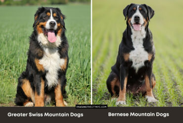 Bernese Mountain Dogs vs Greater Swiss Mountain Dogs