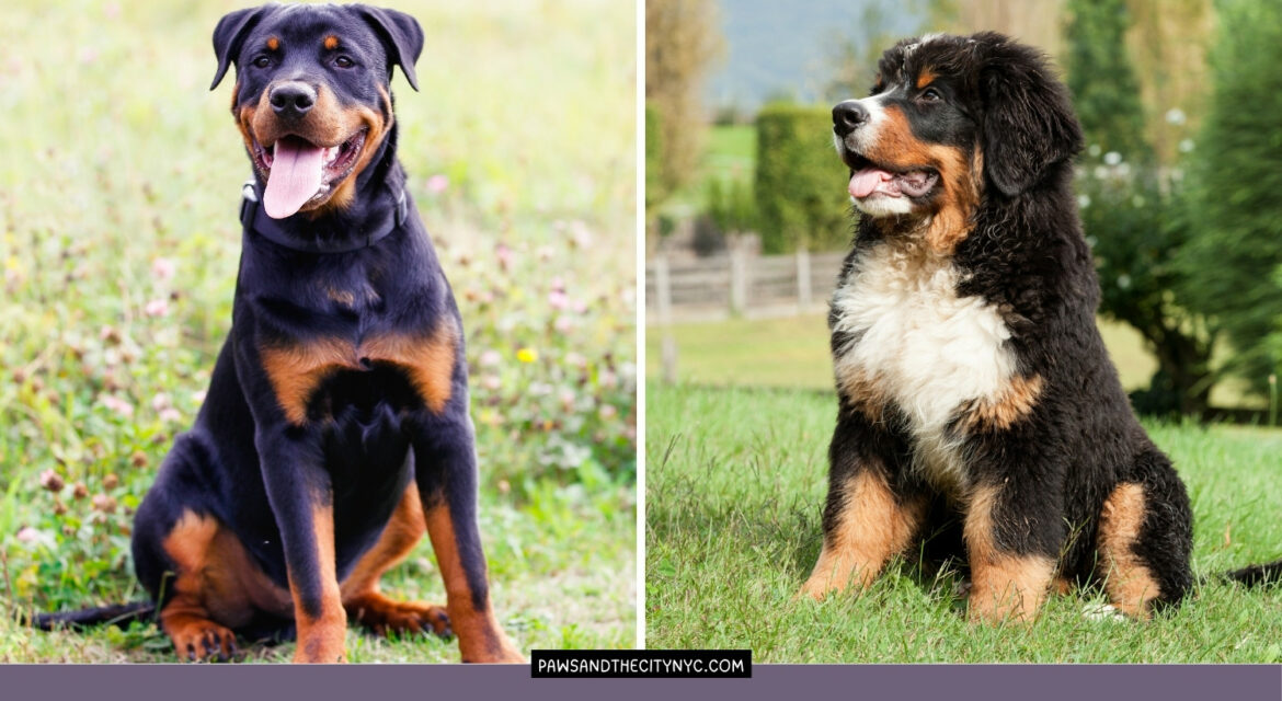 Bernese Mountain Dogs vs Rottweilers