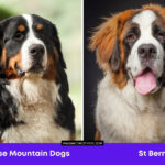 Bernese Mountain Dogs vs St. Bernard Dog Breed