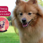 Can Teacup Pomeranian Survive In India?