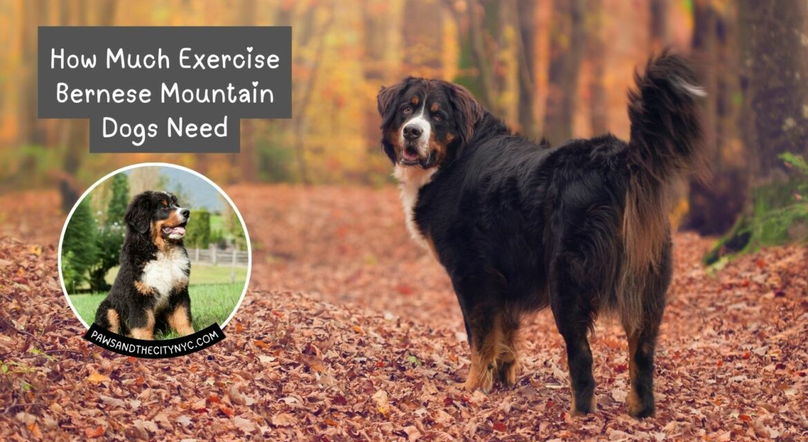How Much Exercise Bernese Mountain Dogs Need